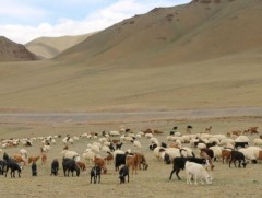 Нутгийн 46 хувьд гантай болон гандуу байна