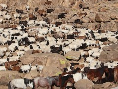 Хөдөө аж ахуйн салбарын харилцааг нэгдсэн хуулиар зохицуулна