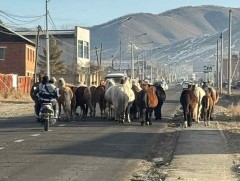 Хориглосон бүсээс 130 гаруй адуу, мал гаргажээ
