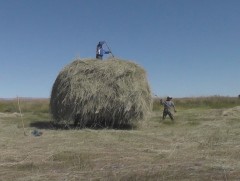 Улсын хэмжээнд 1.3 сая тонн хадлан, 51 мянган тонн ногоон тэжээл бэлджээ   