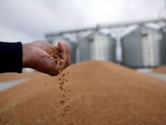 Нийт 240 мянган тонн улаан буудай хураажээ