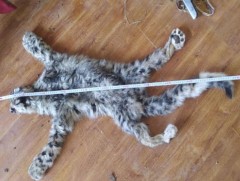 Хууль бус ан агнуурын уршгаар амьтдын тоо толгой цөөрөх эрсдэл үүсжээ