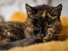 Гиннесийн дээд амжилтыг эзэмшигч муур 30 нас хүрлээ