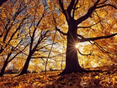 ЦАГ АГААР: Улаанбаатарт өдөртөө 7 хэм дулаан