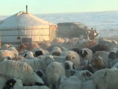 Мах үйлдвэрлэл өссөн ч нэг малд ногдох махны хэмжээ, хэрэгцээлсэн малын хувь буурчээ 