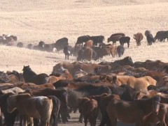 Мал хулгайлах гэмт хэрэг өмнөх оны мөн үеэс 19,4 хувиар өсчээ 