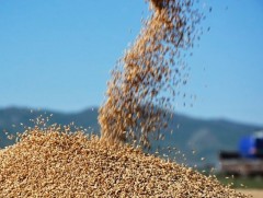 Энэ жил манай улс 140 мянга гаруй тонн хүнсний улаанбуудайг импортоор авна