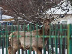 Энэ онд 188 бодгаль амьтныг байгальд эргүүлэн тавьж хамгаалжээ