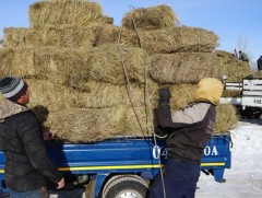 Өвөлжилт хүндэрсэн сумдад хямдралтай үнээр өвс, тэжээл олгосон байна 