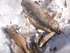 Богдын голын цүнхээлд өвөлждөг 200 гаруй Монгол хадран загас үхсэн байна 