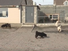 Нүүдэлчин ахуйн соёлын салшгүй нэг хэсэг бол монгол банхар