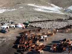 Төв аймгийн Баян-Өнжүүл сумын малчин М.Батцэрэн Улсын аварга малчин боллоо