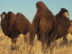 Лондон хотод “Монгол тэмээний өдөрлөг” болно