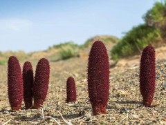 Говийн хамгаалагч 