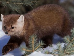 “Суусар булга” агнасан үйлдлийг илрүүлжээ 