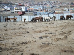 Нийслэлийн мал аж ахуй эрхлэхийг хориглосон бүсээс мал гаргах нэгдсэн арга хэмжээг зохион байгуулж..