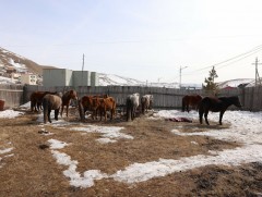 Мал аж ахуй эрхлэхийг хориглосон бүсэд байсан 210 адууг хашжээ 