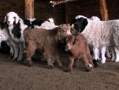 Улсын хэмжээнд 238.6 мянган төл авч, бойжилт 99.5 хувьтай байна