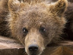 Хүрэн баавгайг хууль бусаар агнасан үйлдлүүдийг илрүүллээ