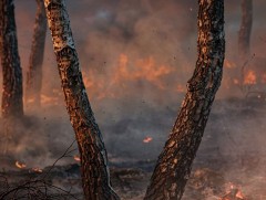 Ой, хээрийн түймрийн аюулаас урьдчилан сэргийлье