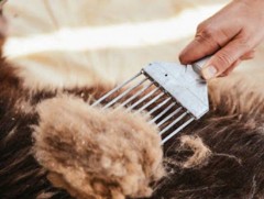 Улсын хэмжээнд ноолуур 170-250 мянган төгрөгийн ханштай байна 