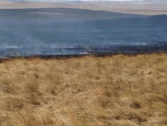 Дорнод болон Сүхбаатар аймагт түймрийн эрсдэл өндөр байна
