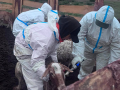 Дархан аймгийн хэмжээнд 131,598 толгой малд шүлхий өвчний вакцинжуулалт хийгдэнэ