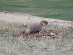 Тарваган тахал өвчнөөс сэрэмжлүүлж байна